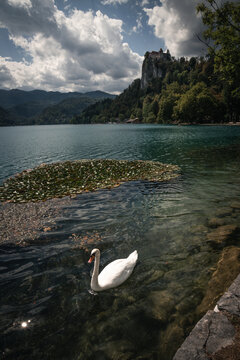 Swan Swimming in Lake Bled with Bled Castle on the Cliff Above - Bled, Slovenia