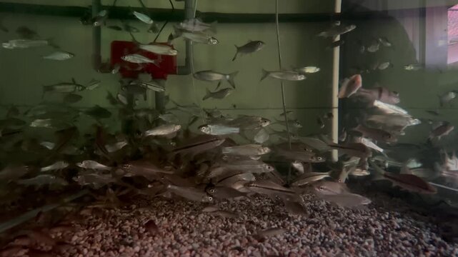 Shoal of Silver Torpedo Shaped Barb Fish Swimming in Aquarium