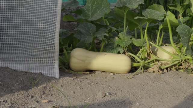 Detailed close-up shot of ripe butternut squash on the vine in a sunny vegetable garden, showing healthy leaves, soil, and soft afternoon light.