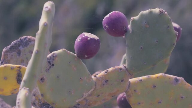 Close-up of prickly pears in Sicily with blurred background, 4K