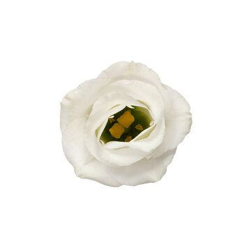 Top view of white eustoma flower.isolated on white or transparent background