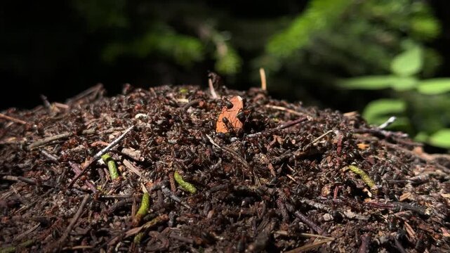 Close-up view of an anthill on the forest floor made of soil, twigs and organic material. Natural insect habitat and woodland ecosystem concept.