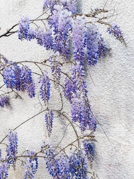 Spring flowers Wisteria blooming in a garden. Beautiful flowering trellis blossom in Chinese or Japanese park. Delicate wisteria sinensis blossoming, close up of purple, violet aromatic flowers.