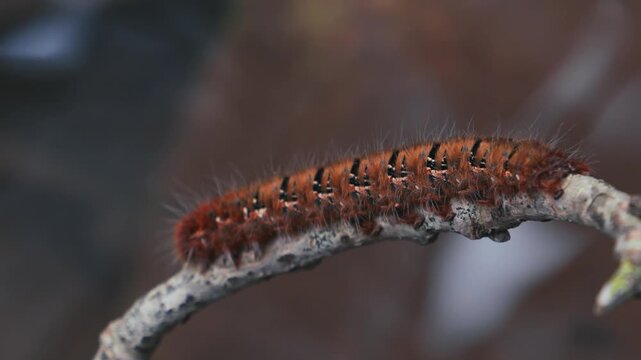 Extreme close-up of Oak Eggar moth caterpillar on stick in smoky light, 4K