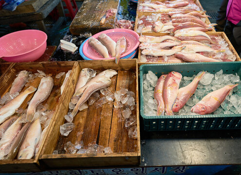Editorial view of raw red tilefish on frozen water in rustic crates at a traditional Korean gathering Highlights regional commerce and authentic ocean catch preparation for travel journalism