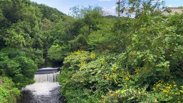Forest Creek and Natural Water Sounds in Aomori, Japan
