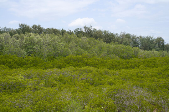 Green mangrove forest canopy and treeline under a bright cloudy sky