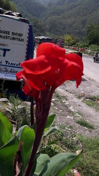 Vertical footage of vibrant red-orange Canna lily flowers growing beside a mountain road, with lush green forested hills in the background and vehicles passing along the roadway.