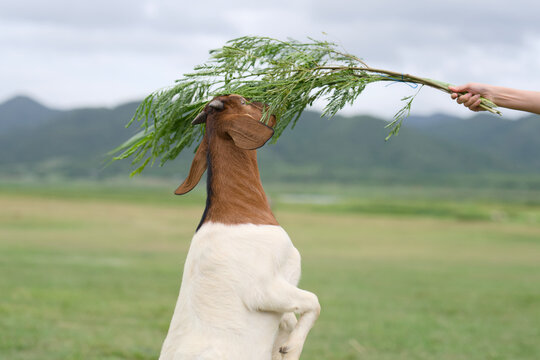 Goat standing on hind legs stretching to eat leaves from a branch