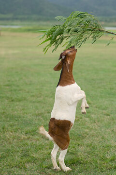 Goat standing upright on hind legs to reach green leaves in a field