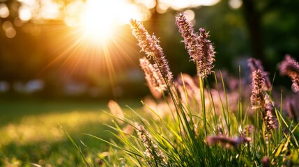 Obraz premium Sunlit Meadow with Blooming Flowers and Warm Rays of Light During Early Morning or Late Afternoon in a Peaceful Natural Setting