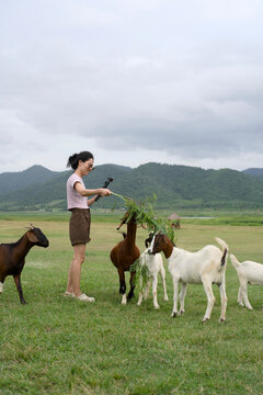 Woman feeding a group of goats in an open field below green mountains