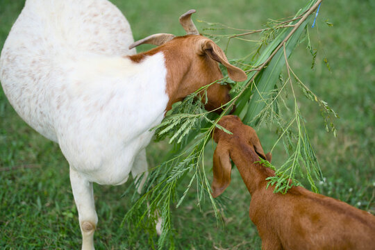Adult goat and young kid eating fresh green leaves side by side