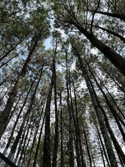Fototapeta premium trees in the forest