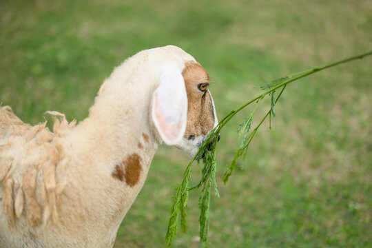 Close up of a white sheep eating fresh green leaves from a branch