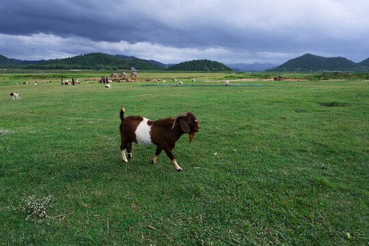 Brown and white goat walking on a pasture under dark storm clouds