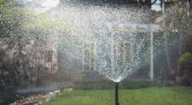 Sprinkler Head Spraying Water on a Plants and Lawn in Backyard.