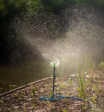 Sprinkler Head Spraying Water on a Plants and Lawn in Backyard.