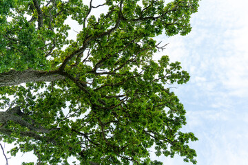 Fototapeta premium Spreading oak branches and green leaves viewed from below against a pale blue summer sky with open copy space.