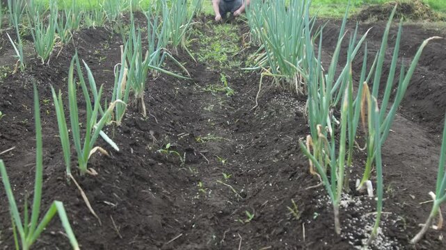 長ネギ畑の手入れをする男性
