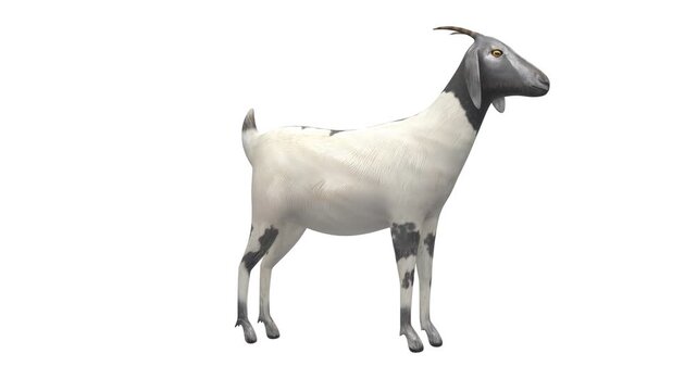 3D animation of a domestic goat standing in a natural breathing idle stance loop, side view, isolated on a clean solid white background with a seamless loop