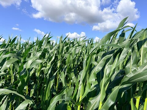 Lush green cornfield with tall stalks and leaves under a blue sky with white clouds