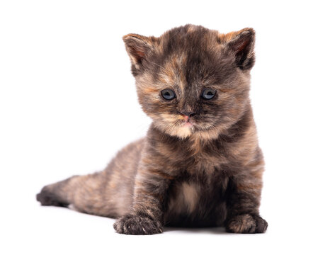 Adorable fluffy tortie British Shorthair kitten isolated on white background