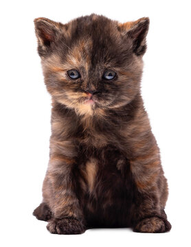 Adorable fluffy tortie British Shorthair kitten isolated on white background