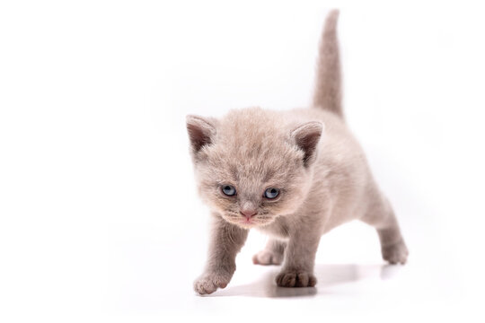 Adorable lilac British Shorthair kitten walking forward isolated on white background