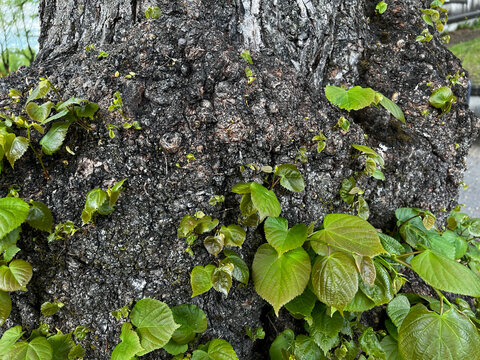 Numerous young epicormic shoots emerging from the rough trunk and bark of a mature tree, illustrating natural vegetative regeneration and the remarkable resilience of woody plants