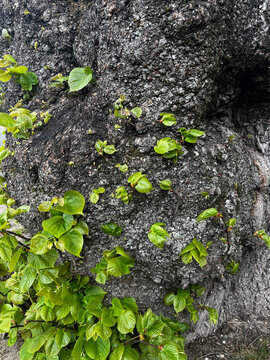 Numerous young epicormic shoots emerging from the rough trunk and bark of a mature tree, illustrating natural vegetative regeneration and the remarkable resilience of woody plants