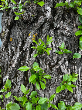 Epicormic shoots growing abundantly from the trunk of a mature tree, showing vigorous vegetative regeneration and new growth emerging directly from the bark
