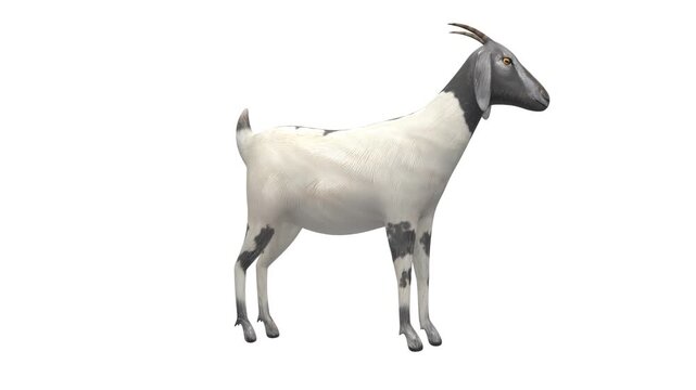 3D animation of a domestic goat standing in an alert secondary idle posture loop animation, side view, isolated on a clean solid white background with a seamless loop