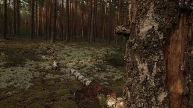 Birch tree trunk with bracket fungus in pine forest, moss and lichen covering woodland ground