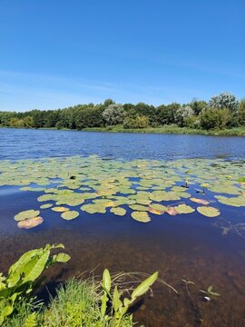 Beautiful summer river landscape with yellow water lilies and green leaves on the water surface under a clear blue sky