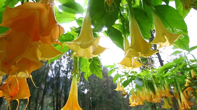 Bright orange Angels trumpet flower on the tree