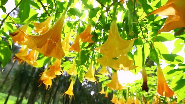 Bright orange Angels trumpet flower on the tree