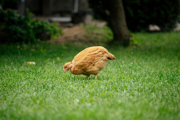 Chickens grazing in a grassy farmyard setting. © erika8213