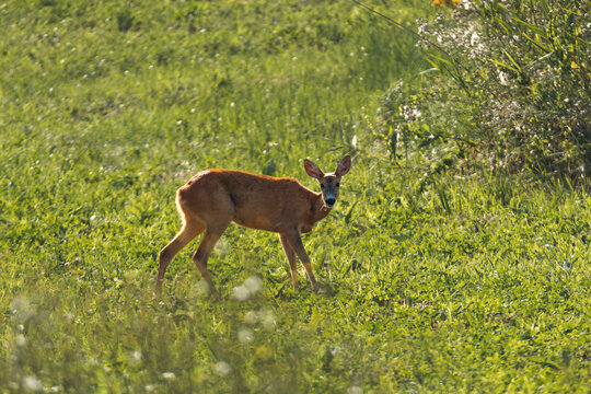 Roe deer in green field.