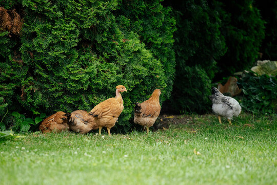 Chickens grazing in a grassy farmyard setting.