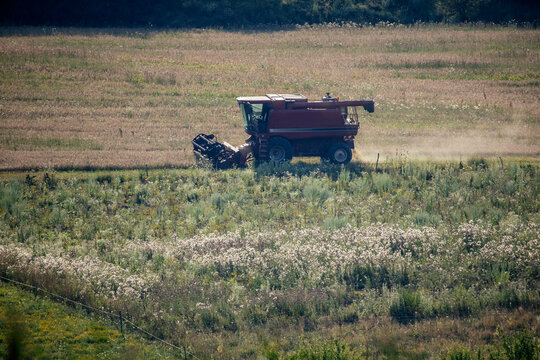  Red rotary combine harvester working on the field.