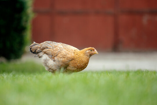 Chickens grazing in a grassy farmyard setting.