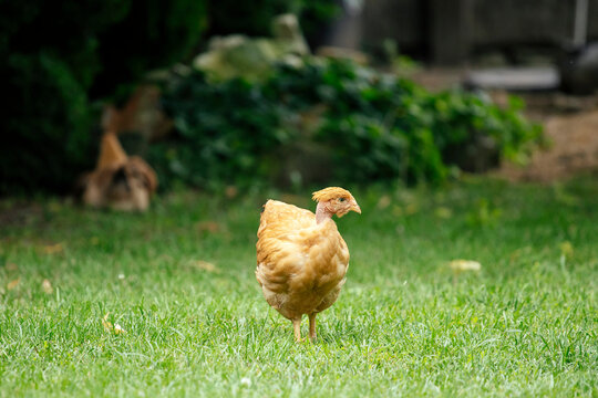 Chickens grazing in a grassy farmyard setting.