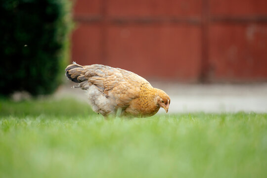 Chickens grazing in a grassy farmyard setting.
