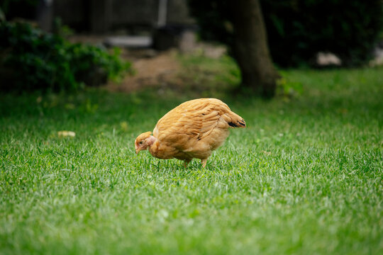 Chickens grazing in a grassy farmyard setting.