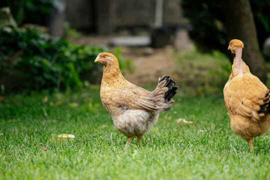 Chickens grazing in a grassy farmyard setting.