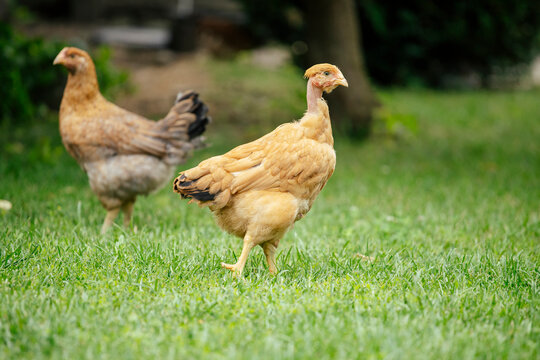 Chickens grazing in a grassy farmyard setting.