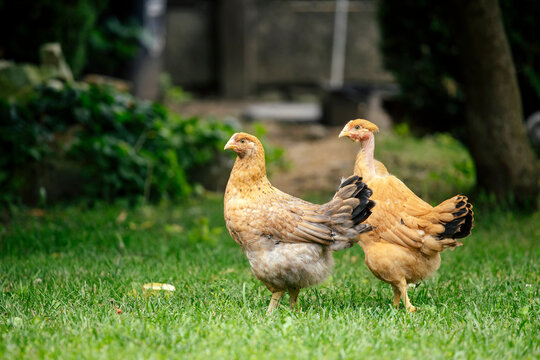 Chickens grazing in a grassy farmyard setting.