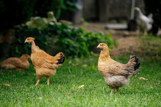 Chickens grazing in a grassy farmyard setting.