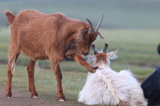 Mongolian Goats Interacting on the Steppe in Tsagaan, Arkhangai Province